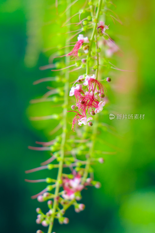 垂挂粉色植物花卉特写