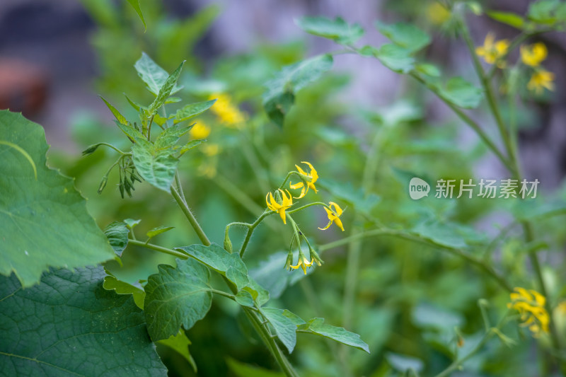 阴天雨后开花结果的西红柿树苗