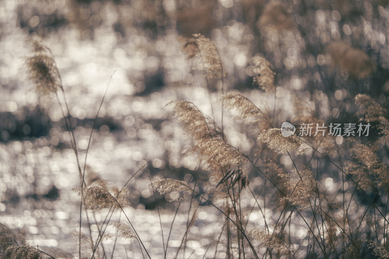 唯美芦苇花背景图片