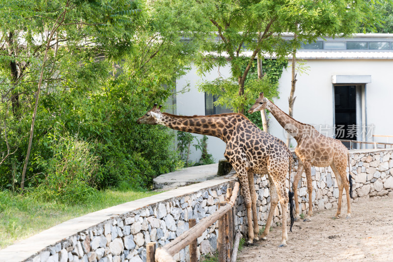 长颈鹿在动物园吃草