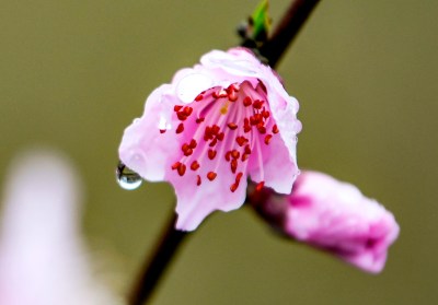 重庆酉阳：又是一年桃花开