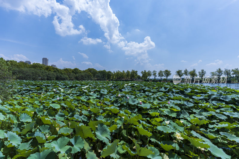 武汉蔡甸汤湖公园生态园林风景