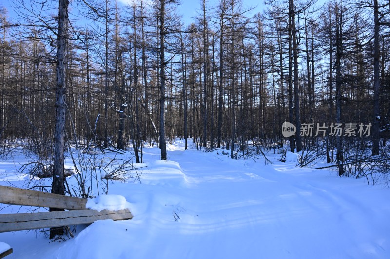 积雪覆盖的树林，一条雪中小径蜿蜒其中