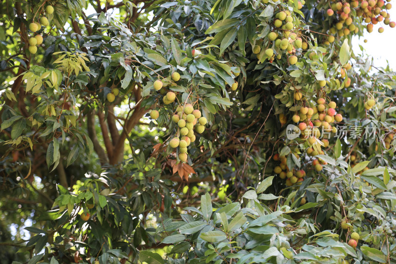 挂满荔枝的荔枝树