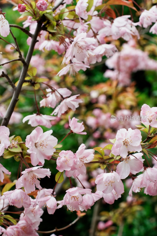 北京北海公园樱花