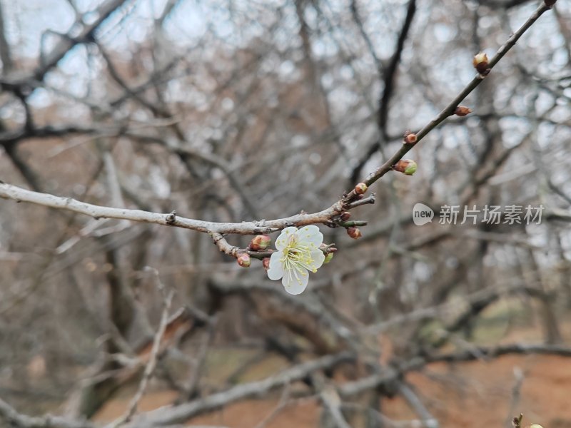 枝头初放的白色梅花