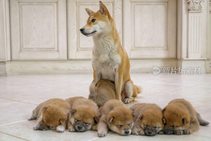 狗妈妈陪伴在孩子们身边