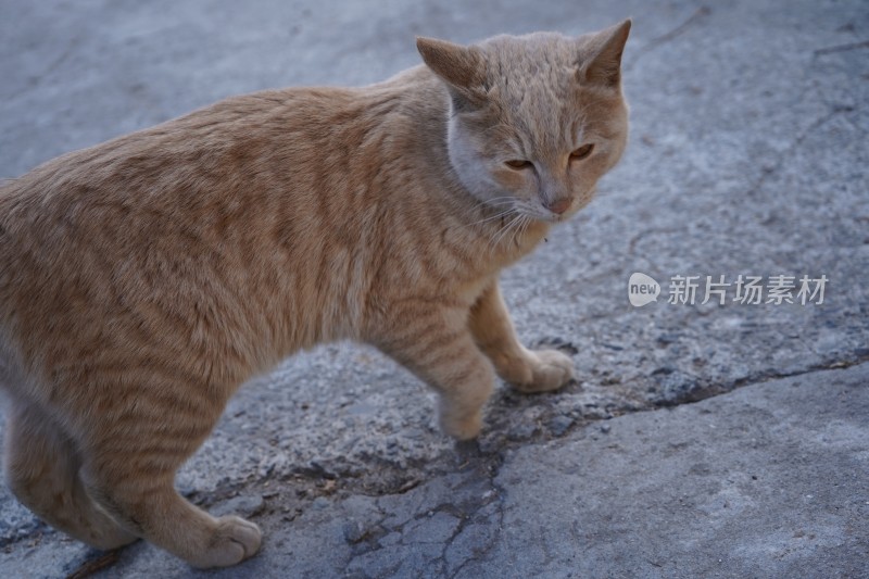 一只小猫咪