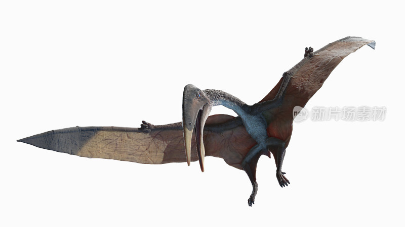 大型食肉恐龙 远古恐龙 翼龙