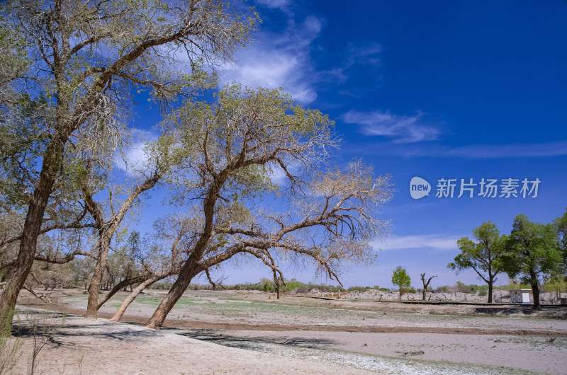 内蒙古阿拉善额济纳旗胡杨林风景区沙漠树林