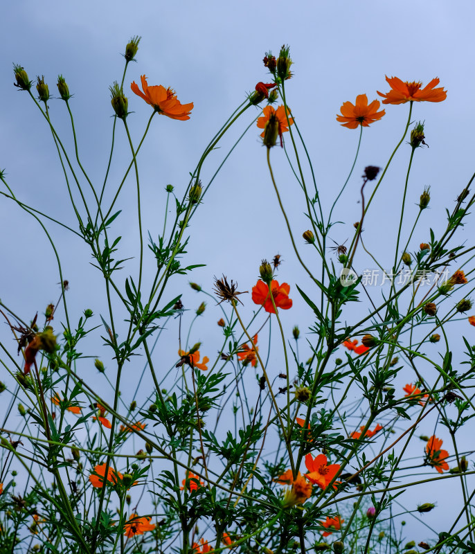 沙湖格桑花