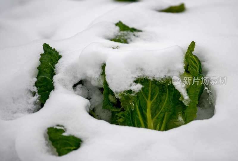 重庆酉阳：庭院橘子蔬菜与白雪