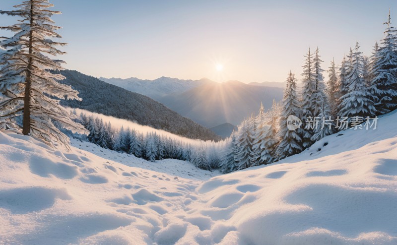 冬季森林白雪覆盖风景