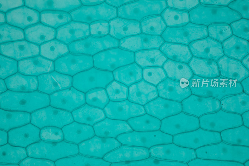 细胞结构微观特写