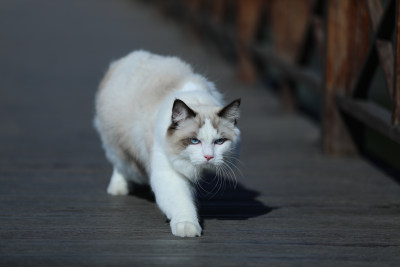 在栈道上行走的猫