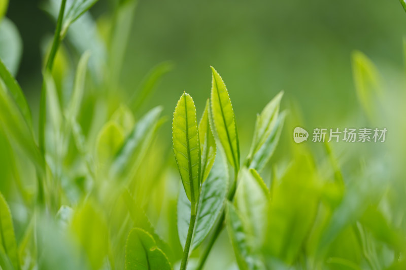 生态茶叶茶树茶园茶文化