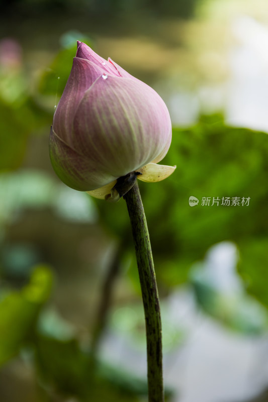 含苞待放的粉色荷花