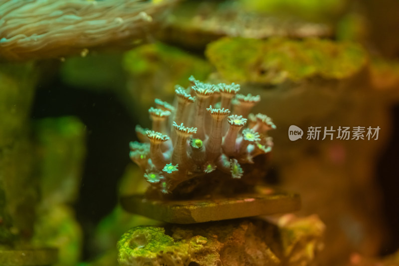 海缸水生物