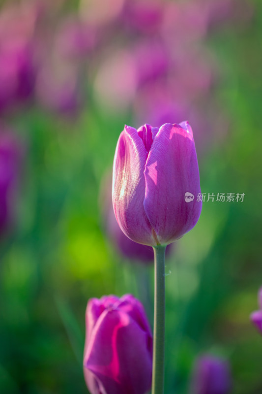 沧州市名人植物园的郁金香