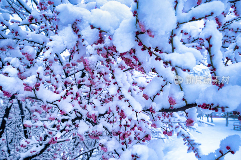 雪后的梅花很美