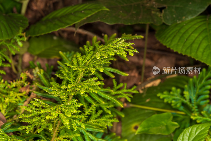 绿色蕨类植物枝叶的微距特写