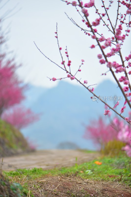 山间绽放的粉色花枝