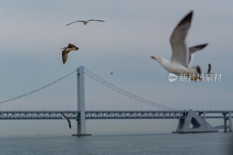 海面上飞翔的海鸥与大连星海湾大桥