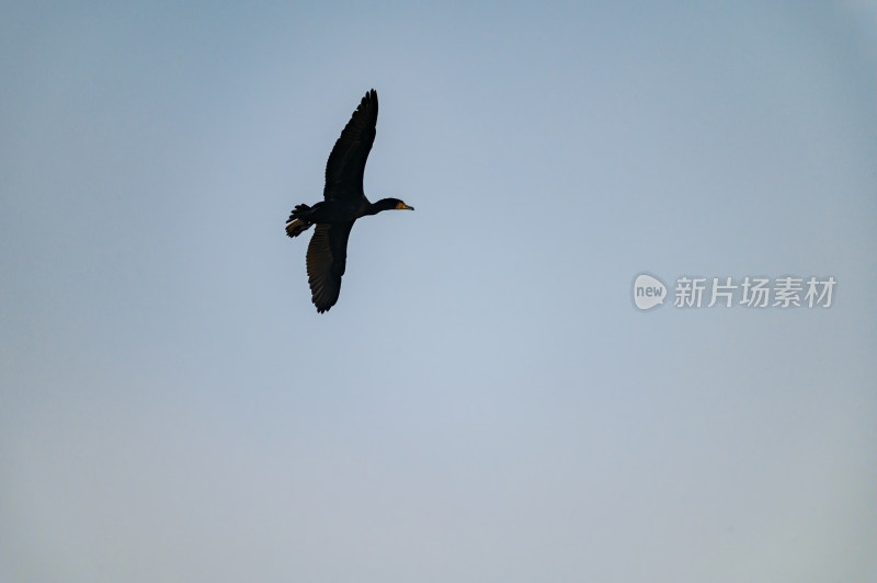 洛阳洛河边湿地里空中飞翔的鱼鹰（鸬鹚）