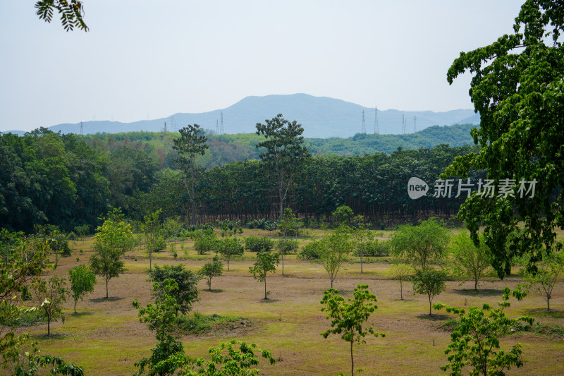 西双版纳中科植物园里的绿植景观