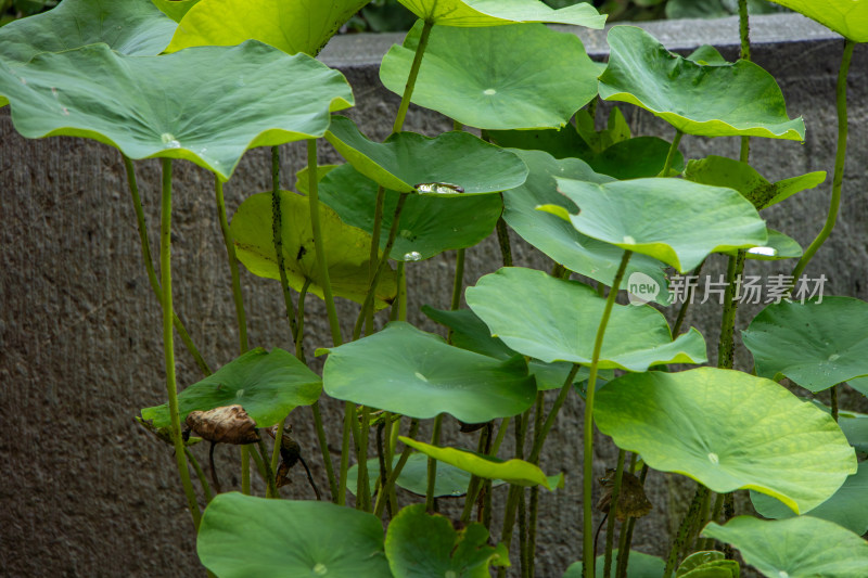 夏日青翠荷叶特写