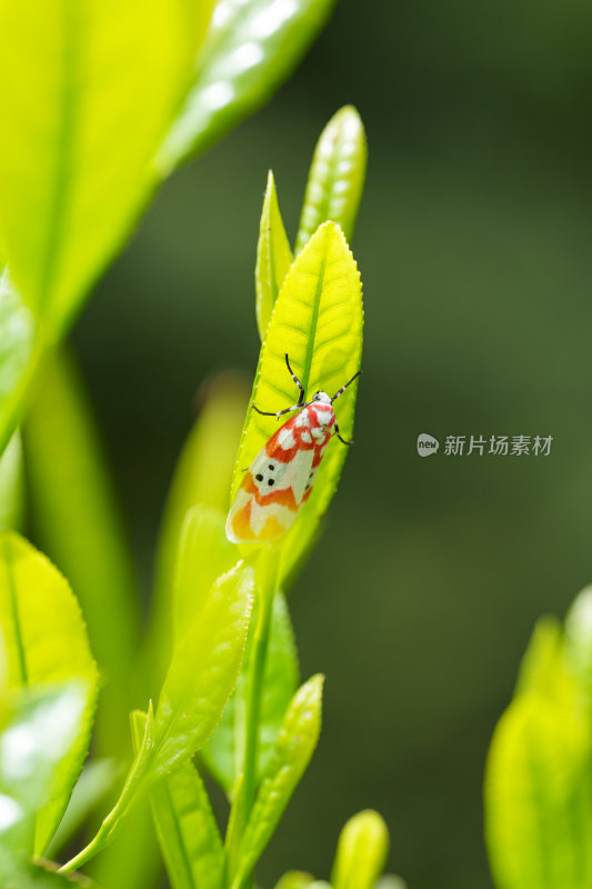 生态茶叶茶树茶园茶文化