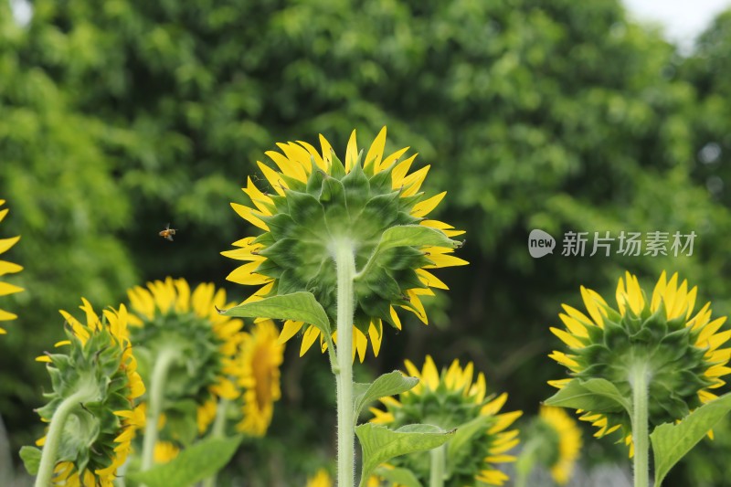 大片向日葵花田绿叶黄花生机勃勃