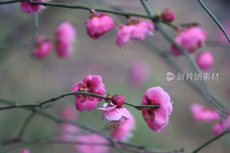 粉色梅花枝