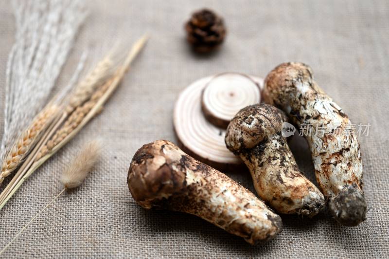 甘孜州野生松茸