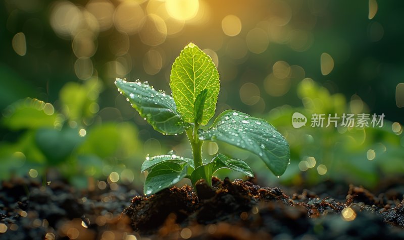 晨曦植物嫩芽绿色幼苗生态自然背景