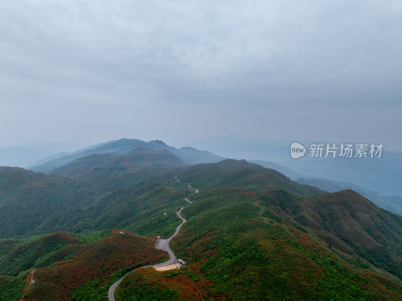 长沙市浏阳大围山杜鹃花海风光