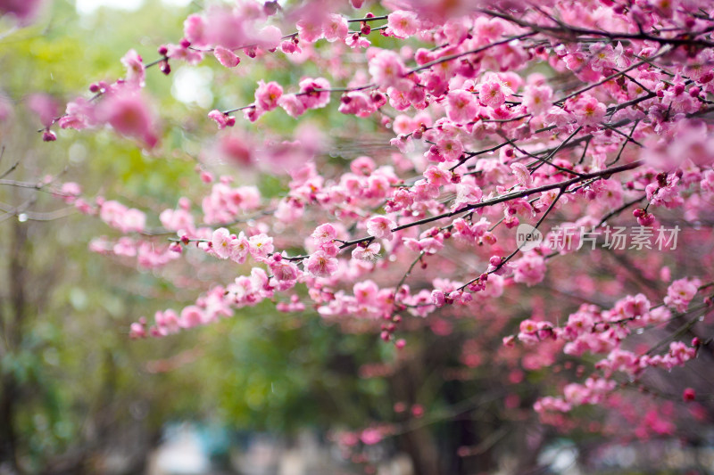 粉红梅花盛开