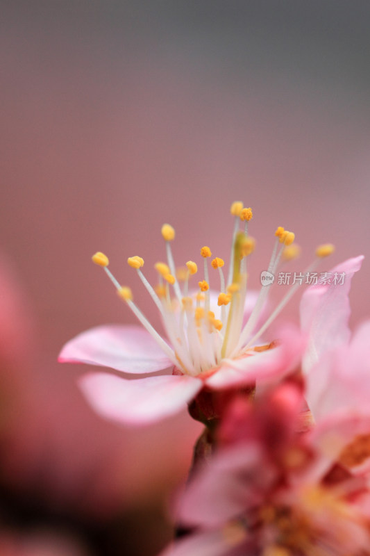 花朵花瓣花蕾特写微距