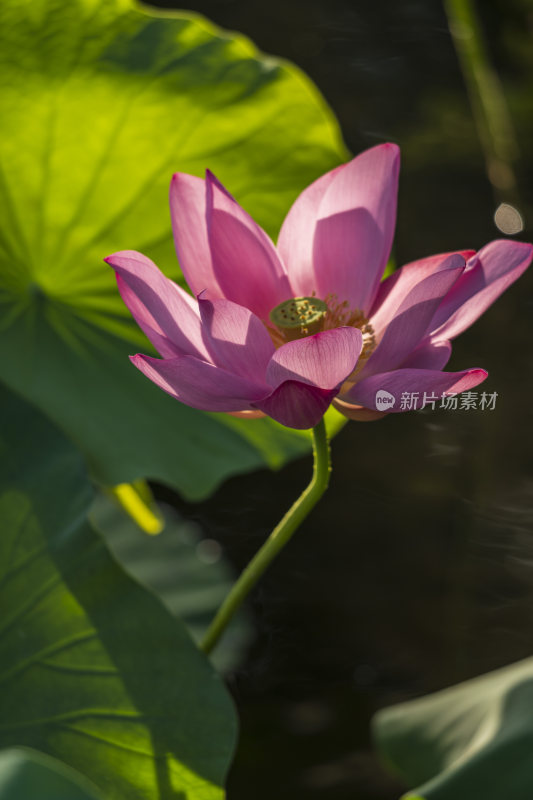 杭州西湖风景区曲院风风景