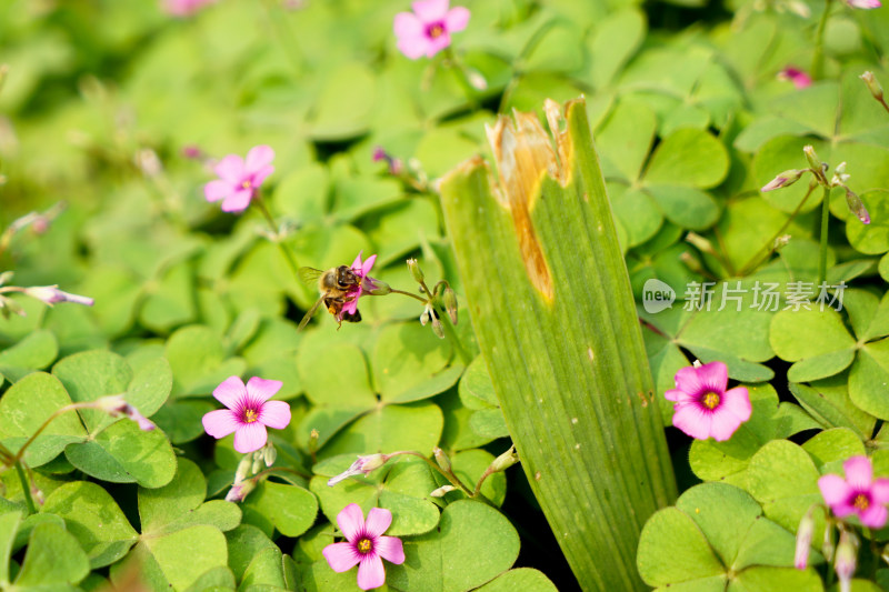 草丛中的蜜蜂红花