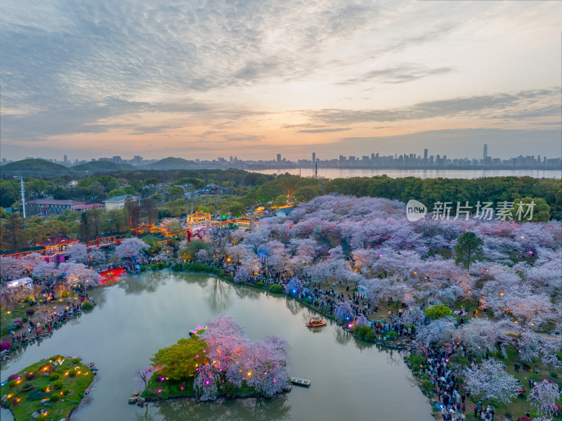 武汉东湖磨山樱花园夜景风光