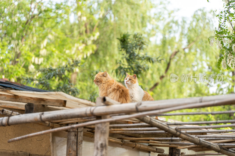 机灵可爱的猫咪在屋顶