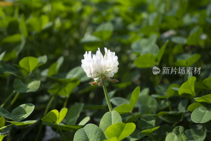 绿色三叶草幸运草植物