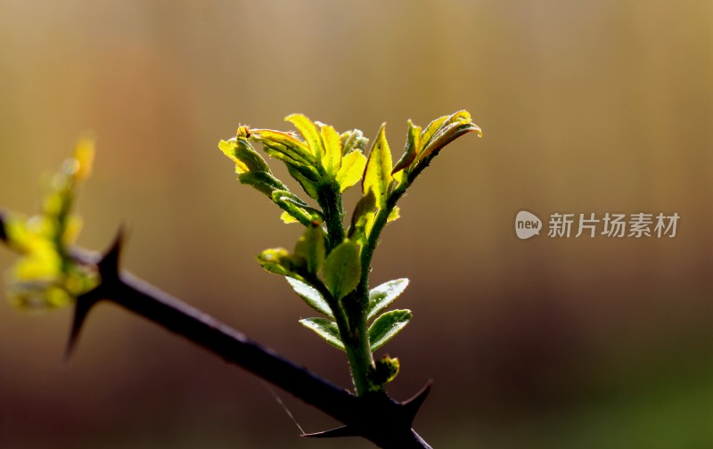 春天花椒树长出的嫩芽