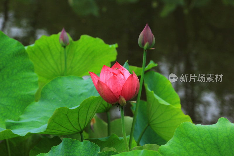 雨后清新的荷花