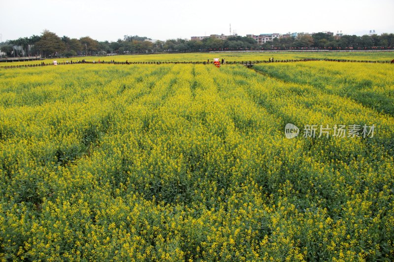 广东东莞：莲湖风景区油菜花田