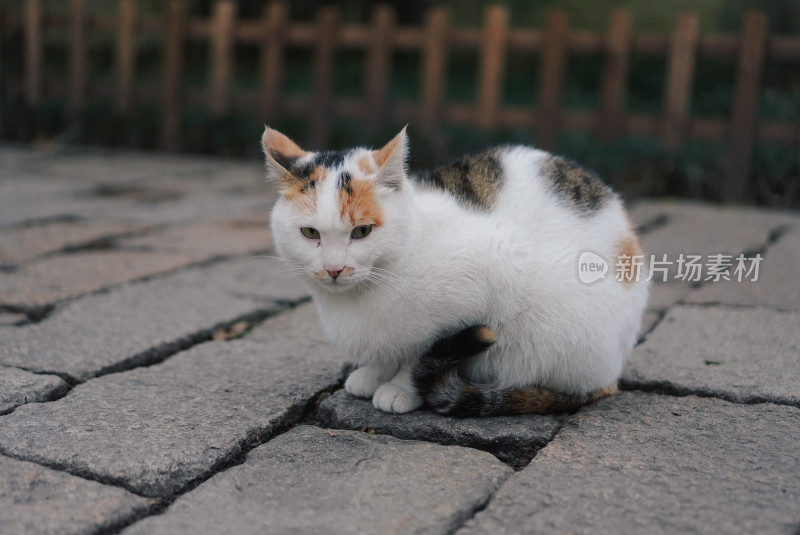 苏州西园寺的猫