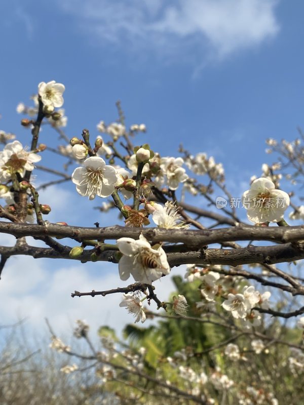 广州萝岗香雪公园梅花盛开