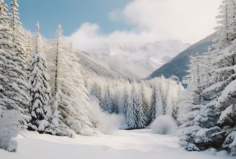 冬季森林白雪覆盖风景