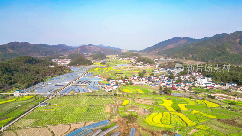 农业种植农田油菜花美丽乡村航拍